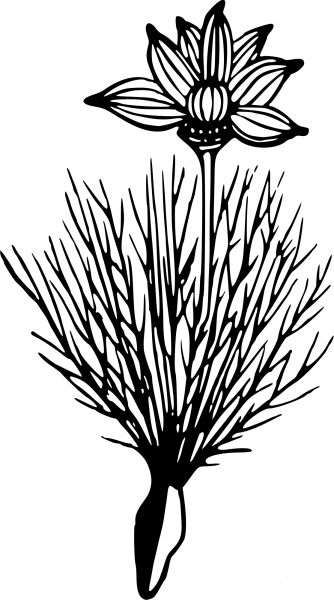 Vintage Flower coloring page image