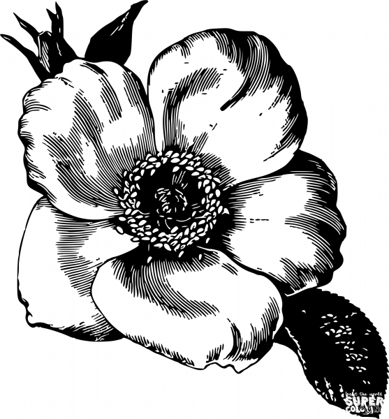 Vintage Flower coloring page image