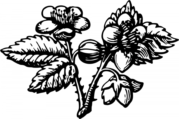Vintage Flower coloring page image