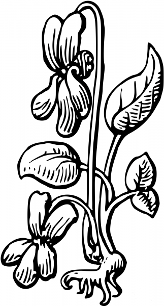 Vintage Flower coloring page image