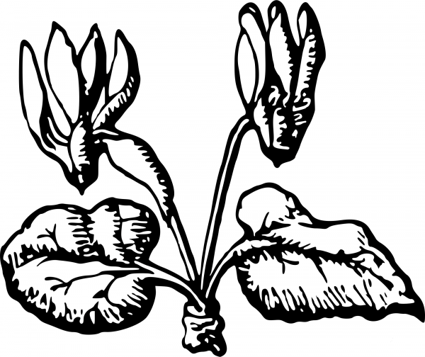 Vintage Flower coloring page image
