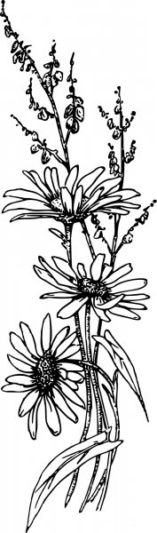 Vintage Flower coloring page image