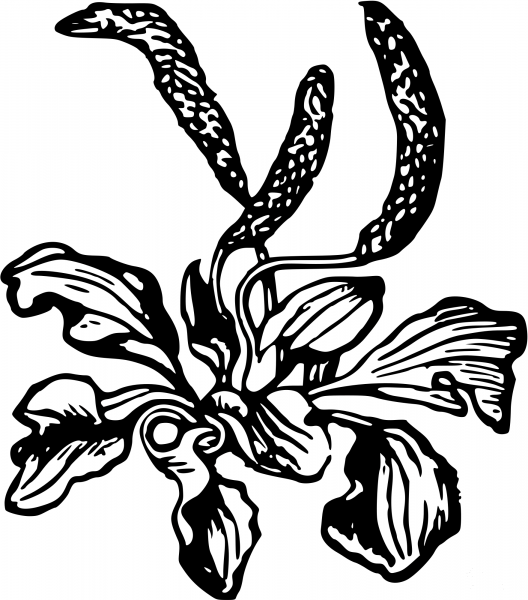 Vintage Flower coloring page image