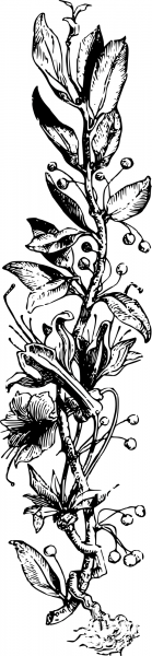 Vintage Flowering Plant coloring page image