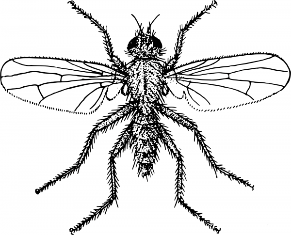 Vintage Fly coloring page image