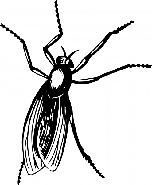 Vintage Fly coloring page image