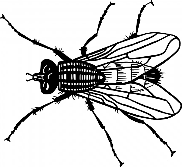 Vintage Fly coloring page image
