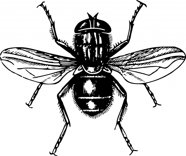 Vintage Fly coloring page image