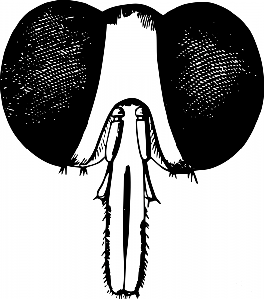 Vintage Fly Head coloring page image