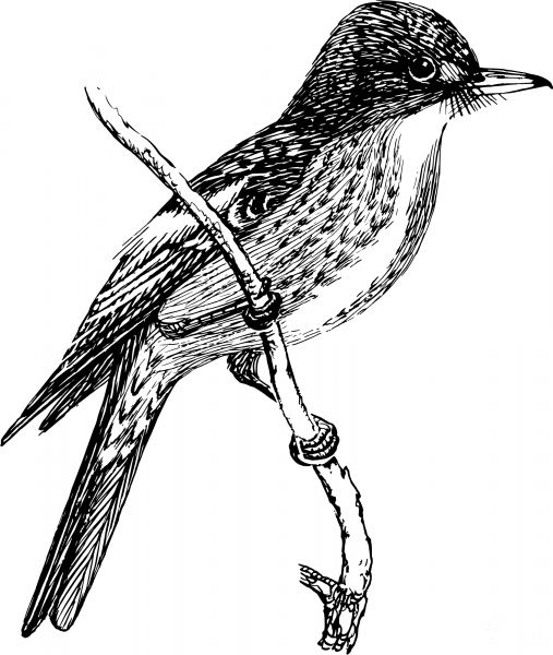 Vintage Flycatcher coloring page image