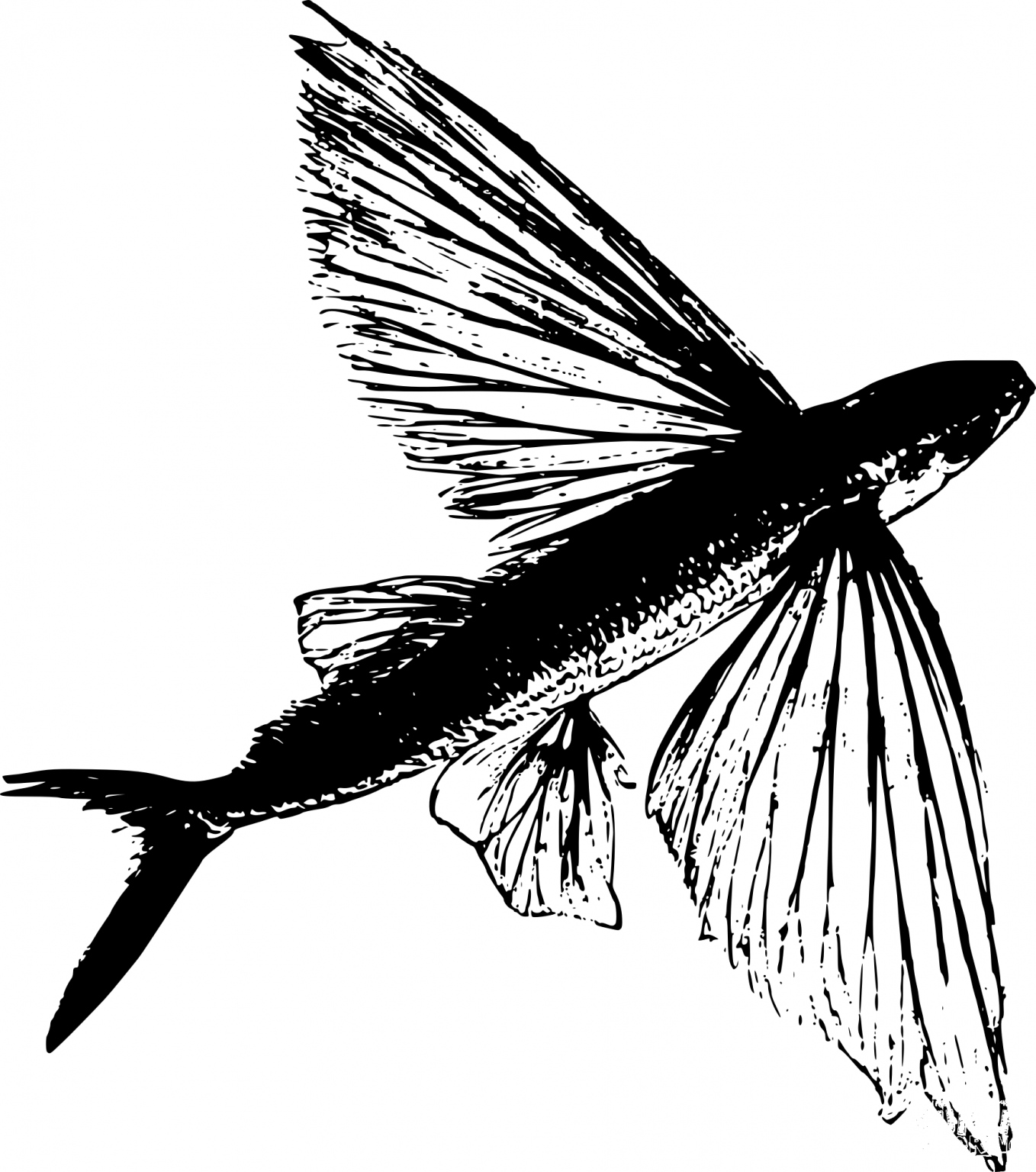 Vintage Flying Fish coloring page ColouringPages
