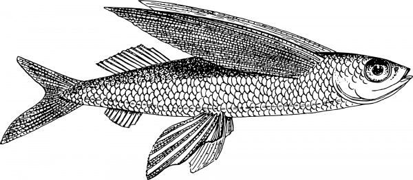 Vintage Flying Fish coloring page image