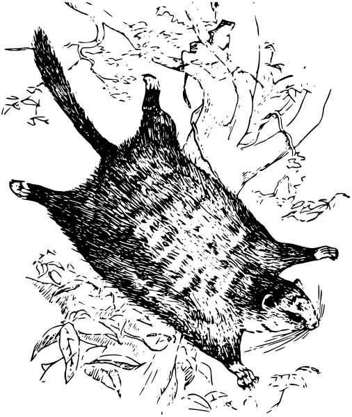 Vintage Flying Squirrel coloring page image