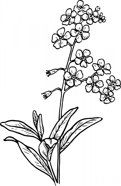 Vintage Forgetmenots coloring page image