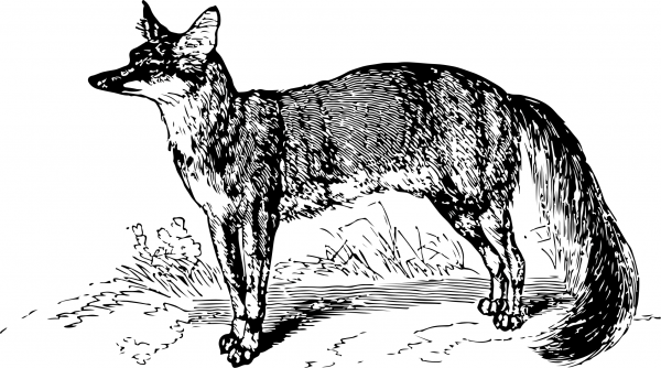 Vintage Fox coloring page image
