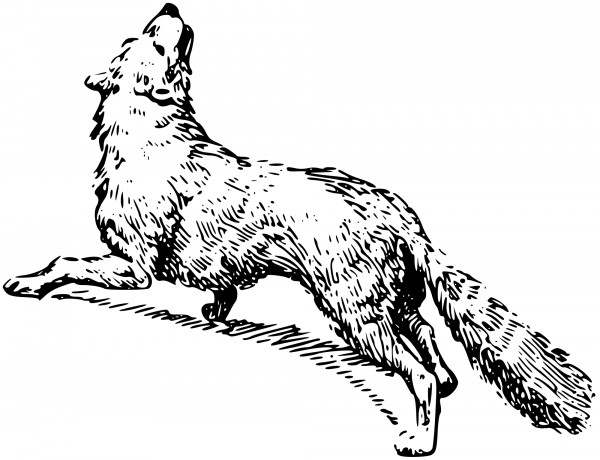 Vintage Fox coloring page image