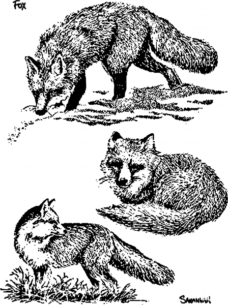 Vintage Foxes coloring page image