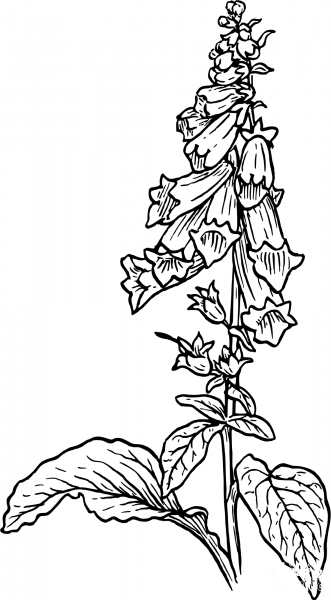Vintage Foxglove coloring page image