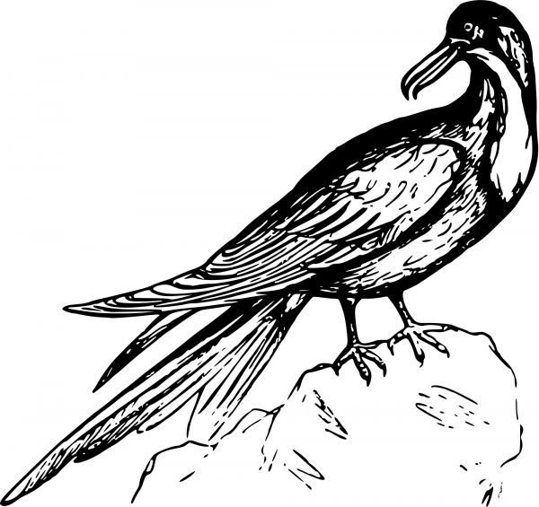 Vintage Frigate Bird coloring page image