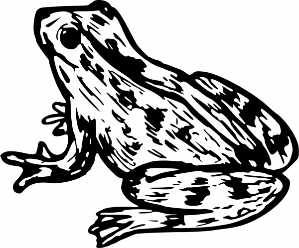Vintage Frog coloring page image