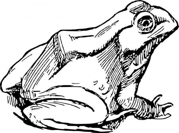 Vintage Frog coloring page image
