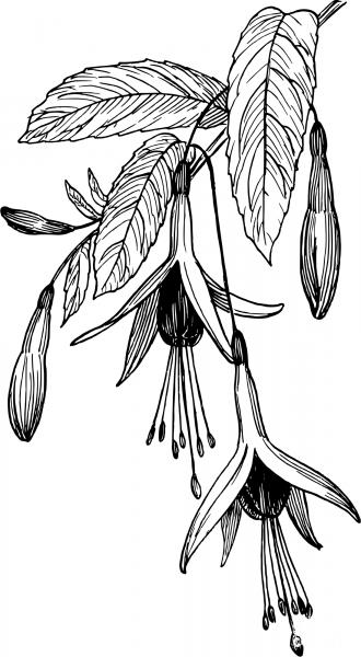 Vintage Fuchsia coloring page image