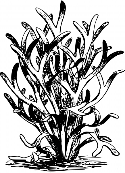 Vintage Fucoid coloring page image