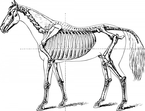 Vintage Full Horse Skeleton coloring page image
