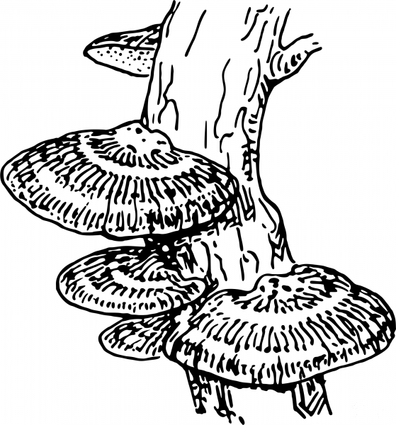 Vintage Fungi coloring page image