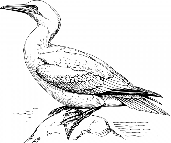 Vintage Gannet coloring page image