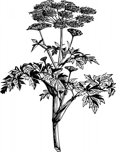 Vintage Garden Angelica coloring page image