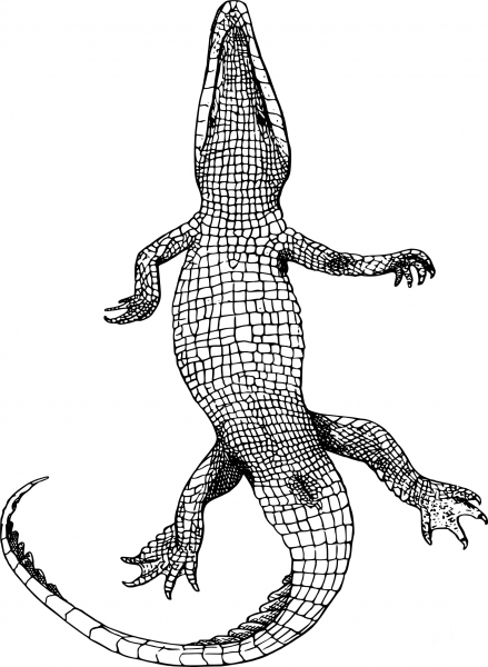 Vintage Gator Bottom coloring page image