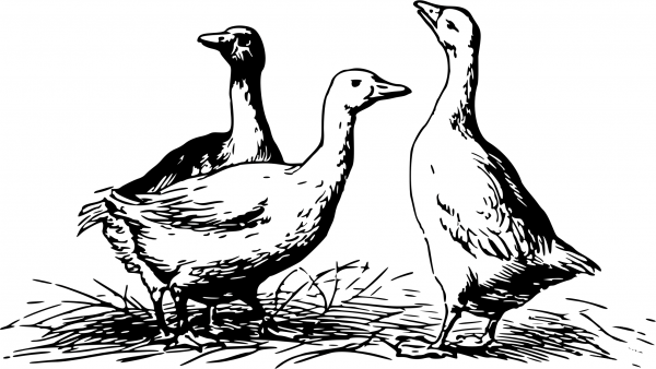 Vintage Geese coloring page image