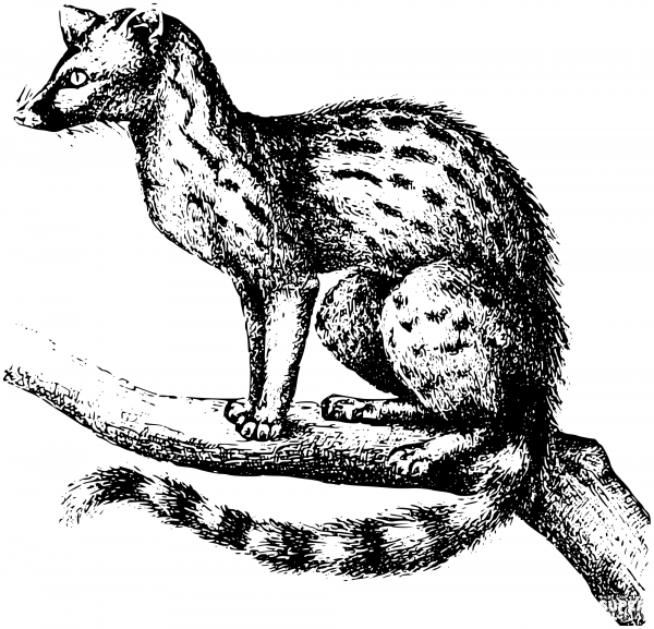Vintage Genet coloring page image