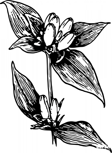 Vintage Gentian coloring page image