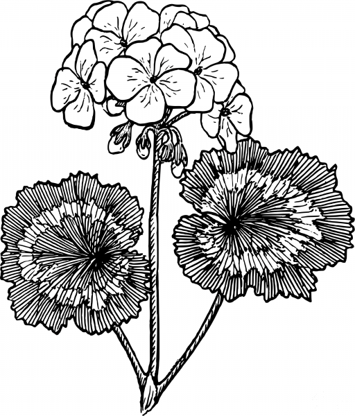 Vintage Geranium coloring page image