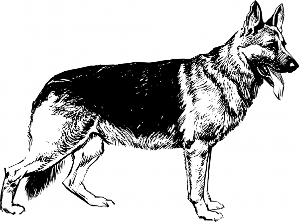 Vintage German Shepherd coloring page image