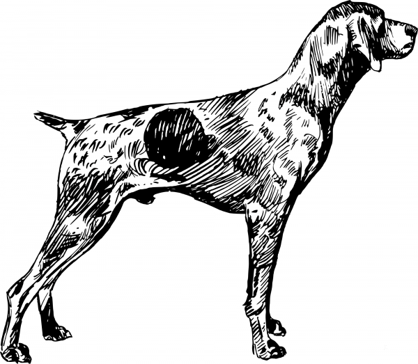 Vintage German Shorthaired Pointer coloring page image