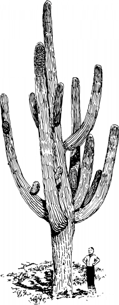 Vintage Giant Cactus coloring page image