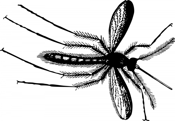 Vintage Gnat coloring page image