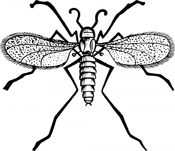 Vintage Gnat coloring page image