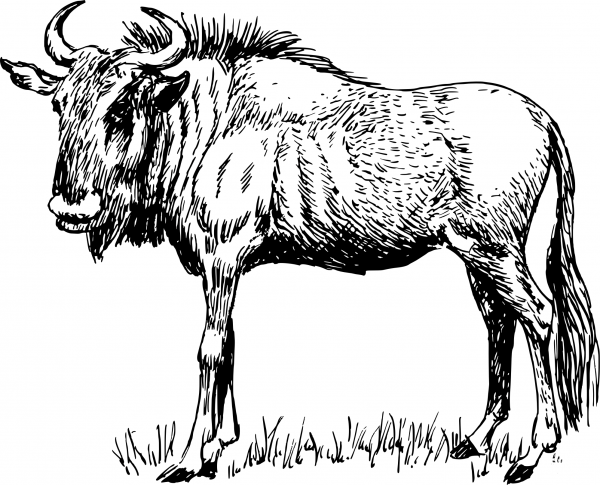 Vintage Gnu coloring page image
