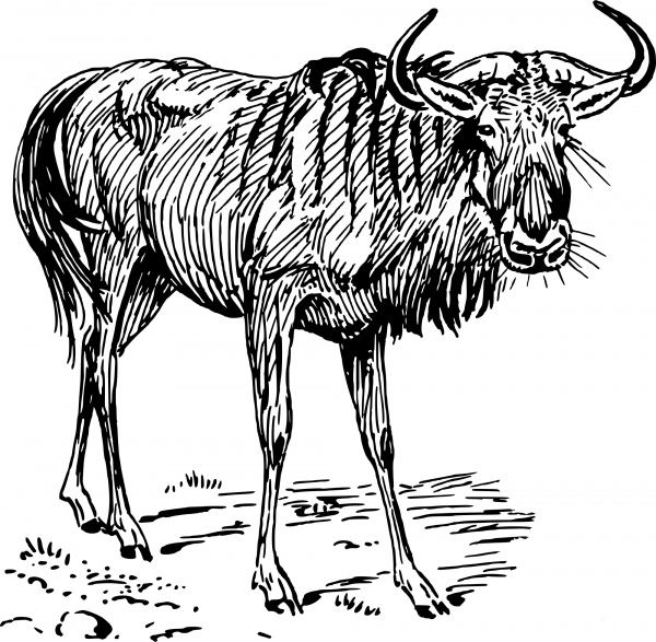 Vintage Gnu coloring page image