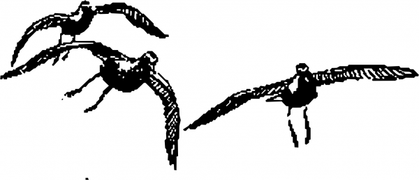 Vintage Golden Plover coloring page image