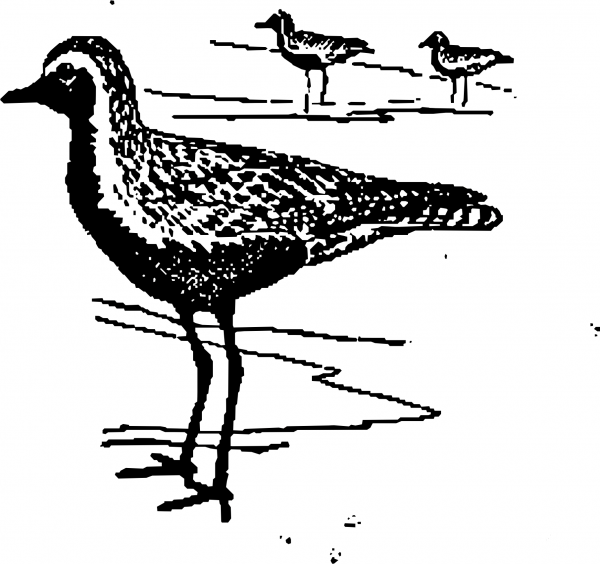 Vintage Golden Plover coloring page image