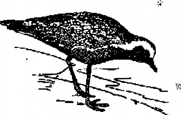 Vintage Golden Plover coloring page image