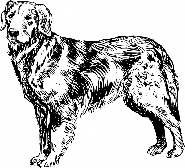 Vintage Golden Retriever coloring page image