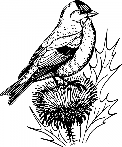 Vintage Goldfinch coloring page image