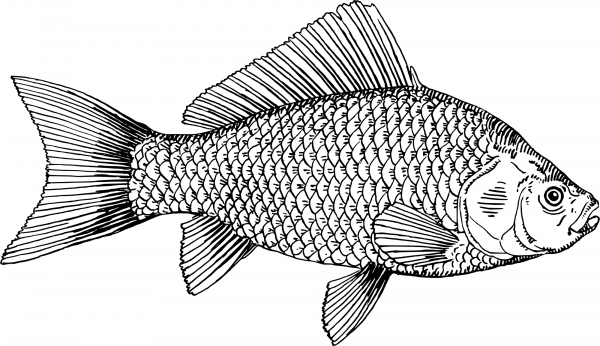 Vintage Goldfish coloring page image