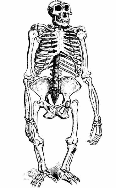 Vintage Gorilla Skeleton coloring page image